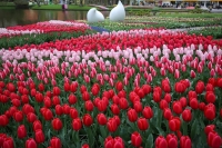 Keukenhof canal cruise