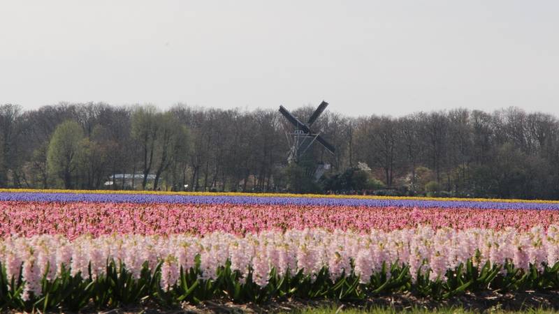 Amsterdam attraction Keukenhof Flowers Garden windmill