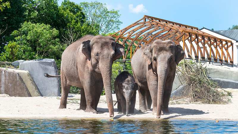 Asian elephants at Amsterdam Artis Zoo