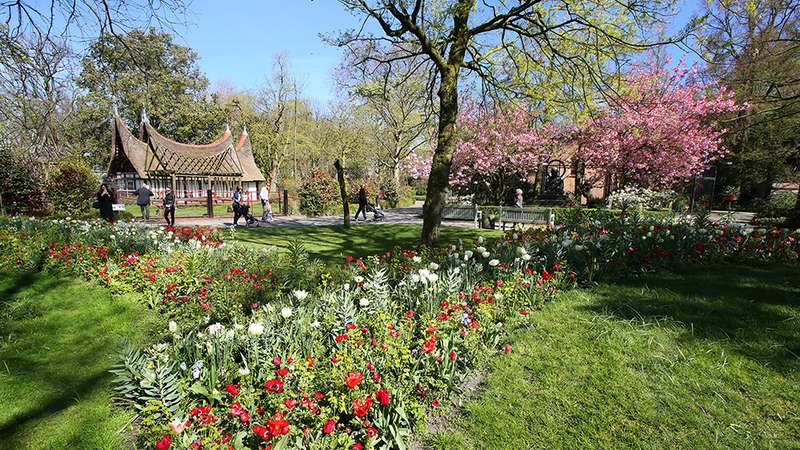 Blooming meadow at Amsterdam Artis Zoo